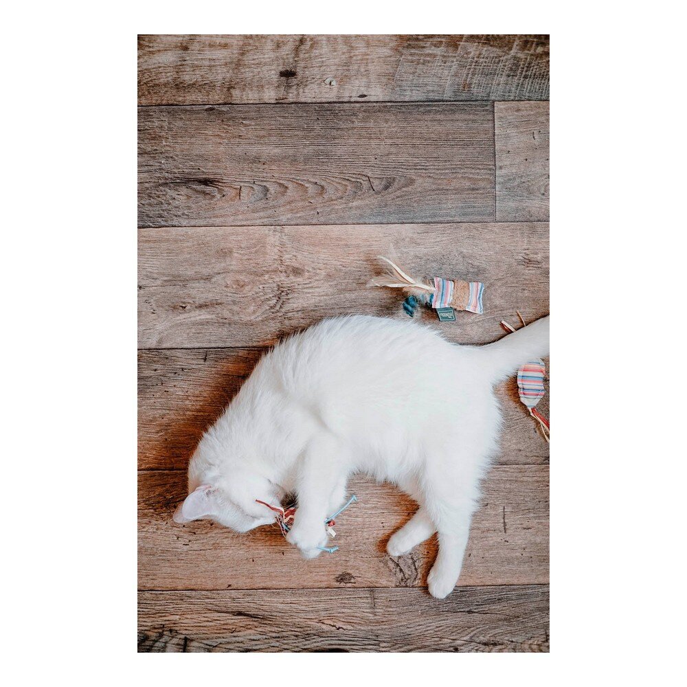 Žaislas katėms Hunter Cat Rod Limana Cushion, 32 cm